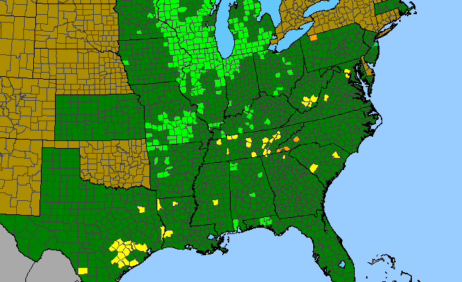 The range of Helianthus occidentalis